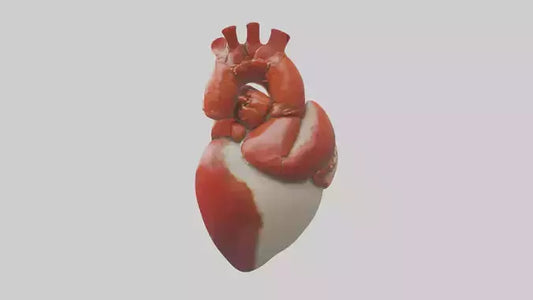 3D model Lobster Heart VR / AR / low-poly
