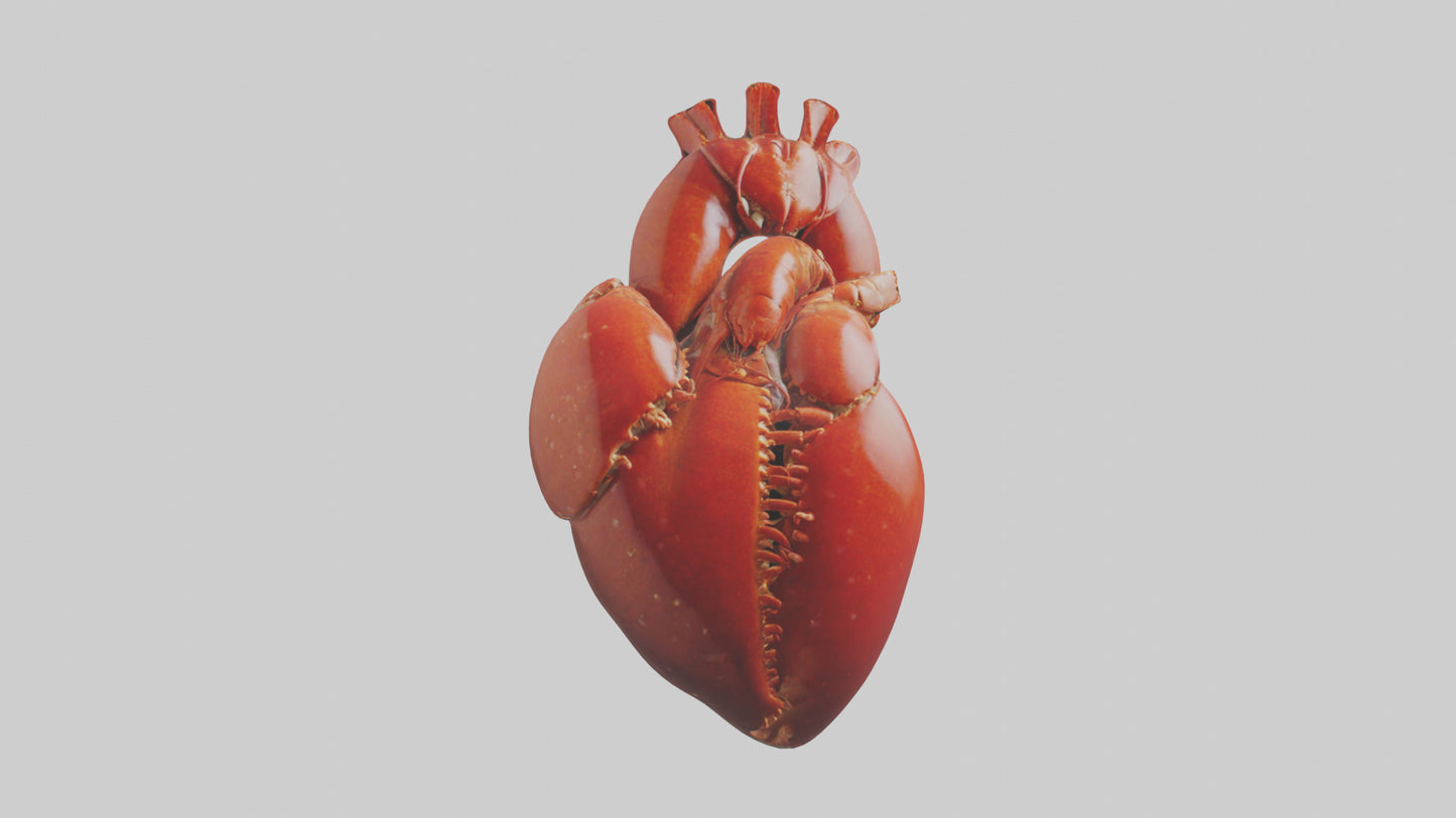 3D model Lobster Heart VR / AR / low-poly