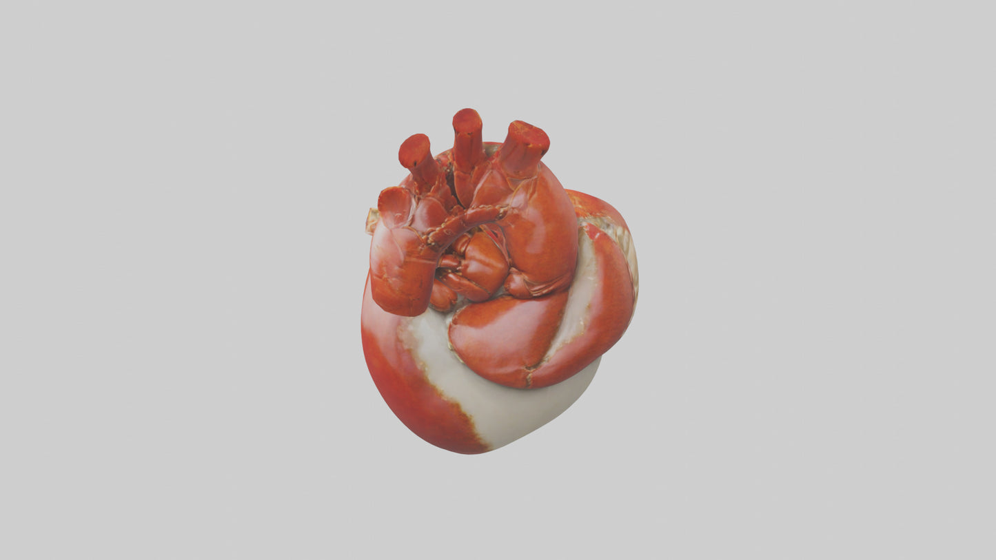 3D model Lobster Heart VR / AR / low-poly