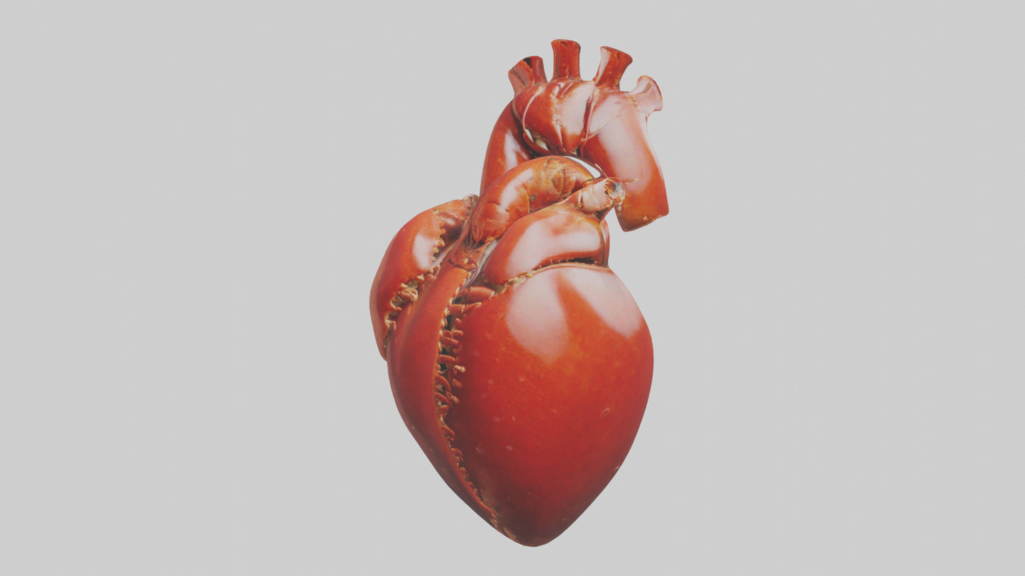 3D model Lobster Heart VR / AR / low-poly