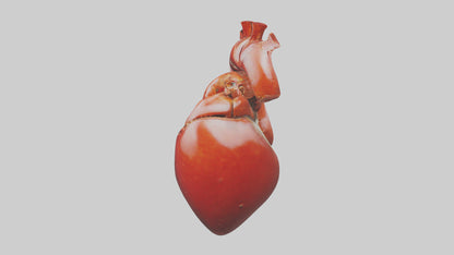 3D model Lobster Heart VR / AR / low-poly