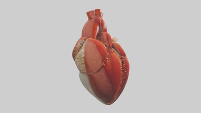 3D model Lobster Heart VR / AR / low-poly