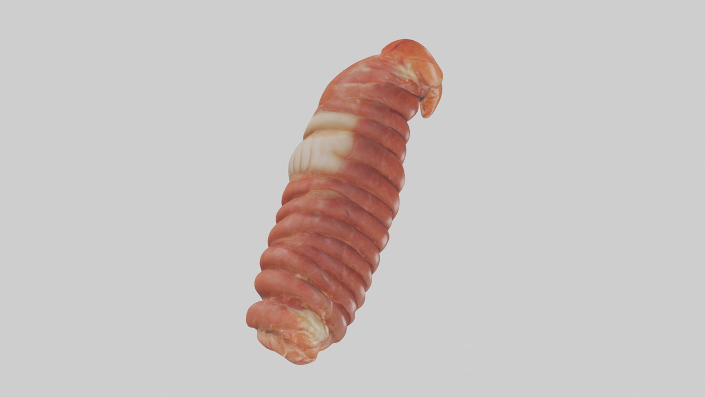3D model Lobster Small Intestine VR / AR / low-poly