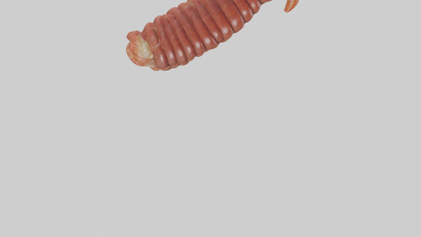 3D model Lobster Small Intestine VR / AR / low-poly