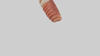 3D model Lobster Small Intestine VR / AR / low-poly