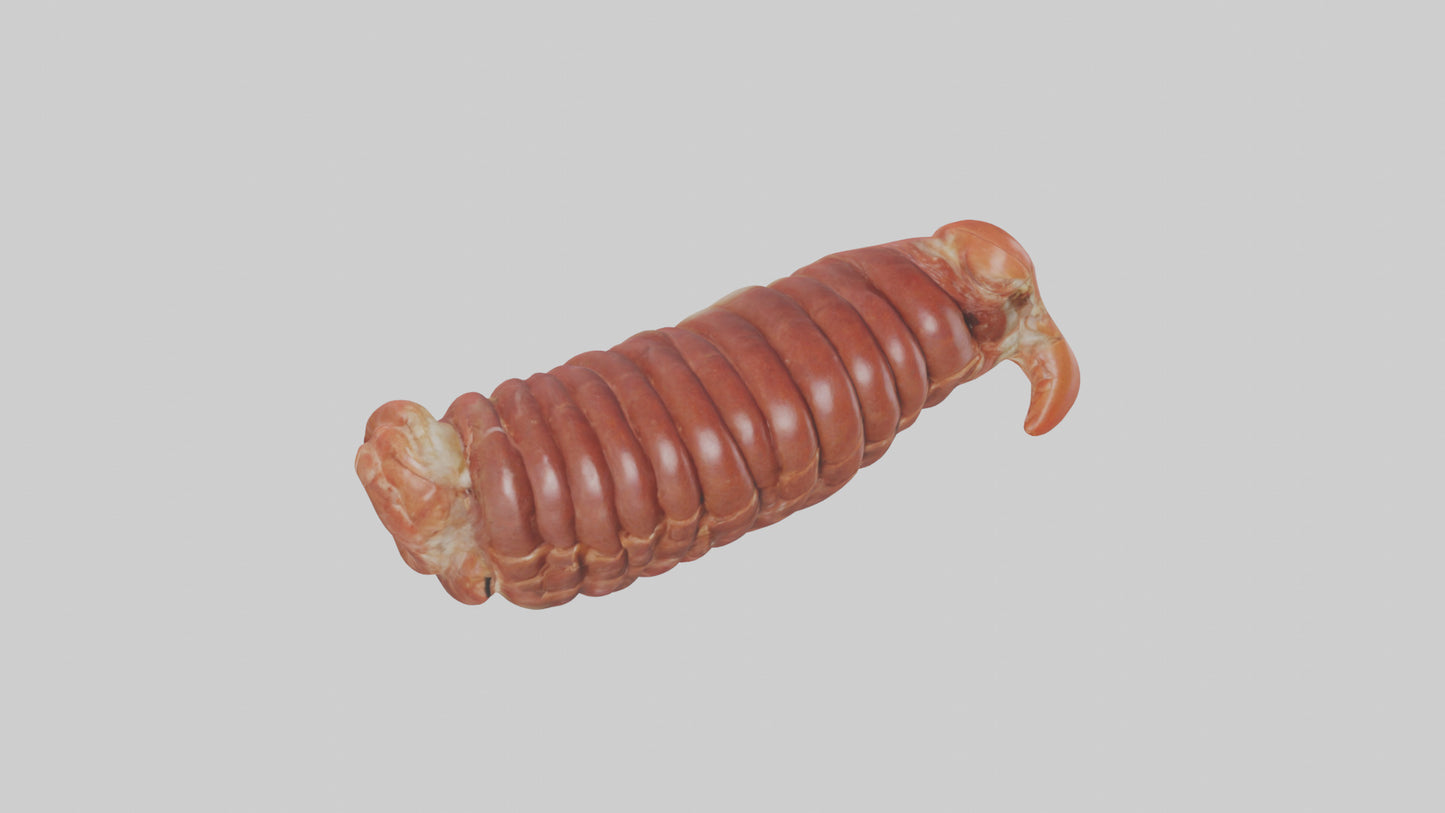 3D model Lobster Small Intestine VR / AR / low-poly