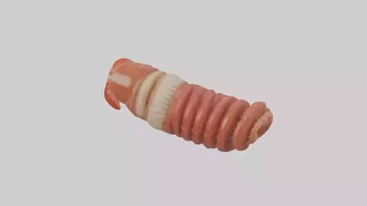 3D model Lobster Small Intestine VR / AR / low-poly
