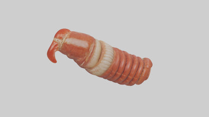 3D model Lobster Small Intestine VR / AR / low-poly