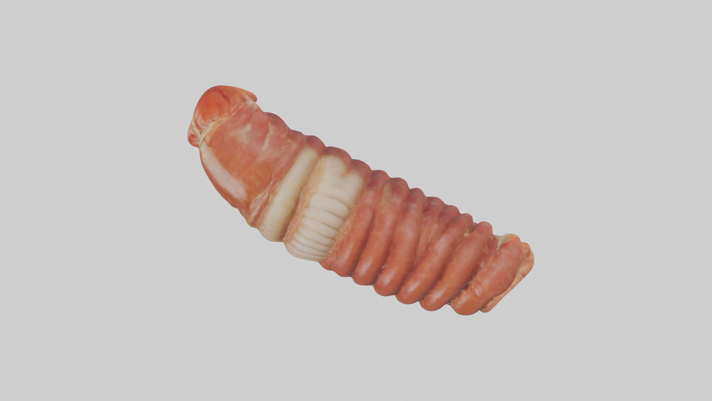 3D model Lobster Small Intestine VR / AR / low-poly