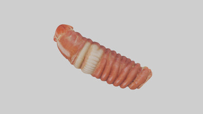 3D model Lobster Small Intestine VR / AR / low-poly