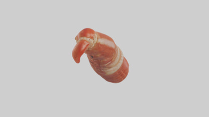 3D model Lobster Small Intestine VR / AR / low-poly