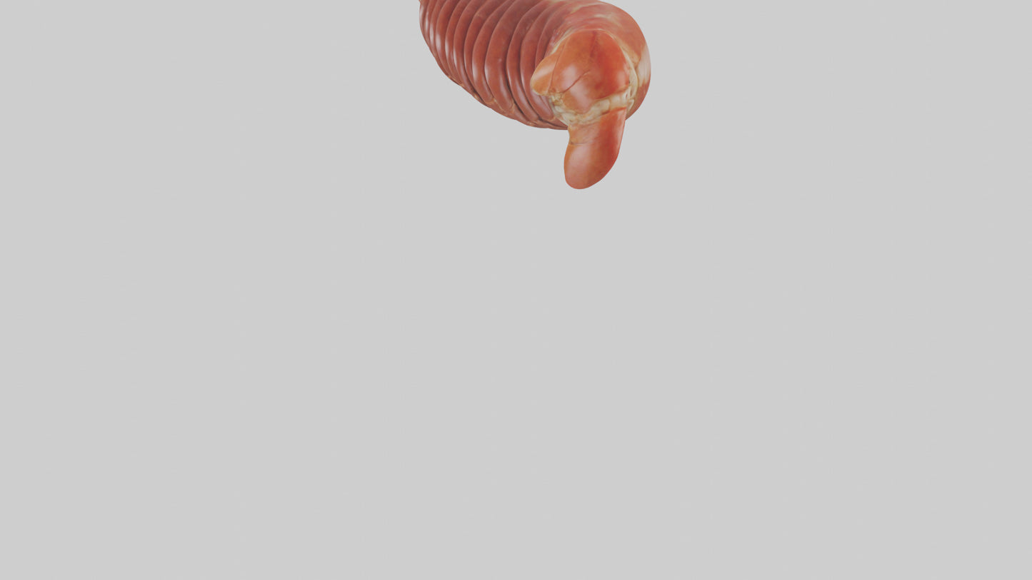 3D model Lobster Small Intestine VR / AR / low-poly