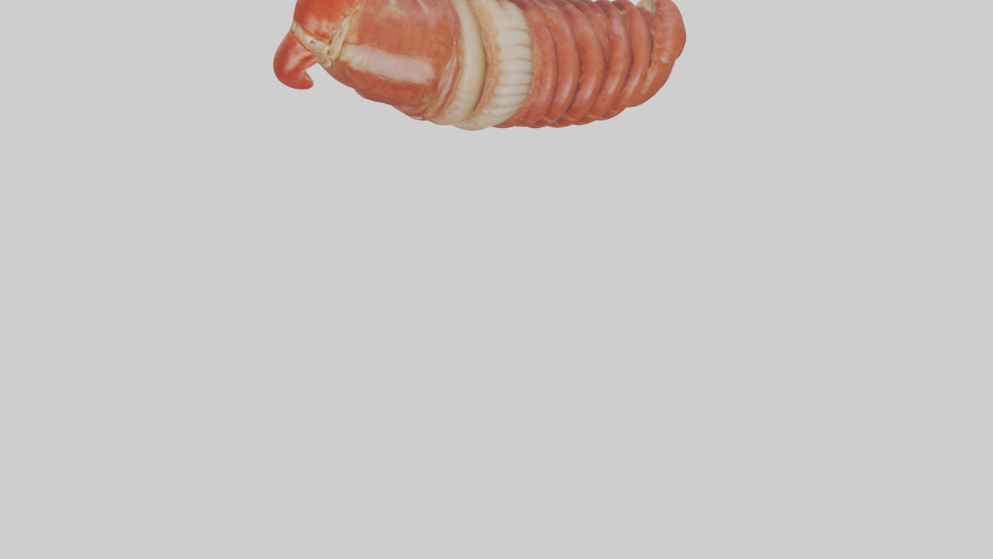 3D model Lobster Small Intestine VR / AR / low-poly