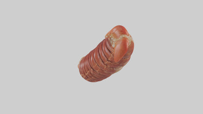 3D model Lobster Small Intestine VR / AR / low-poly