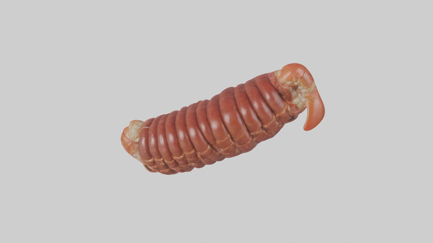 3D model Lobster Small Intestine VR / AR / low-poly