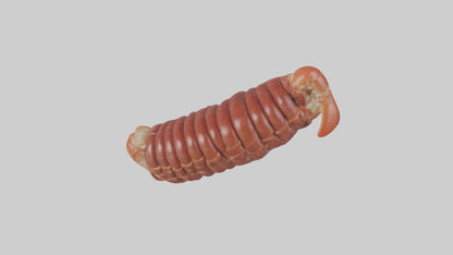 3D model Lobster Small Intestine VR / AR / low-poly