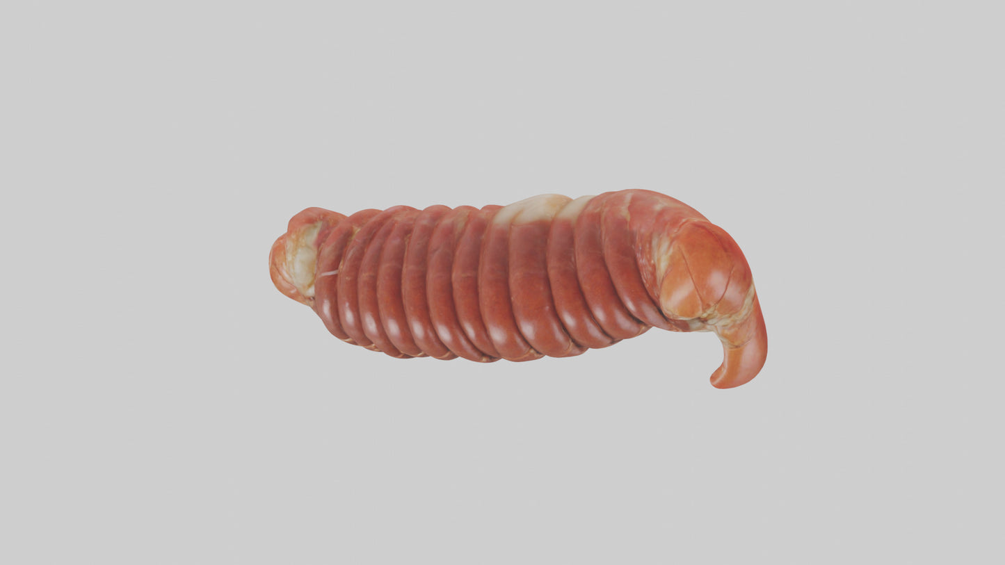 3D model Lobster Small Intestine VR / AR / low-poly