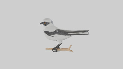 3D model Loggerhead Shrike perched model VR / AR / low-poly
