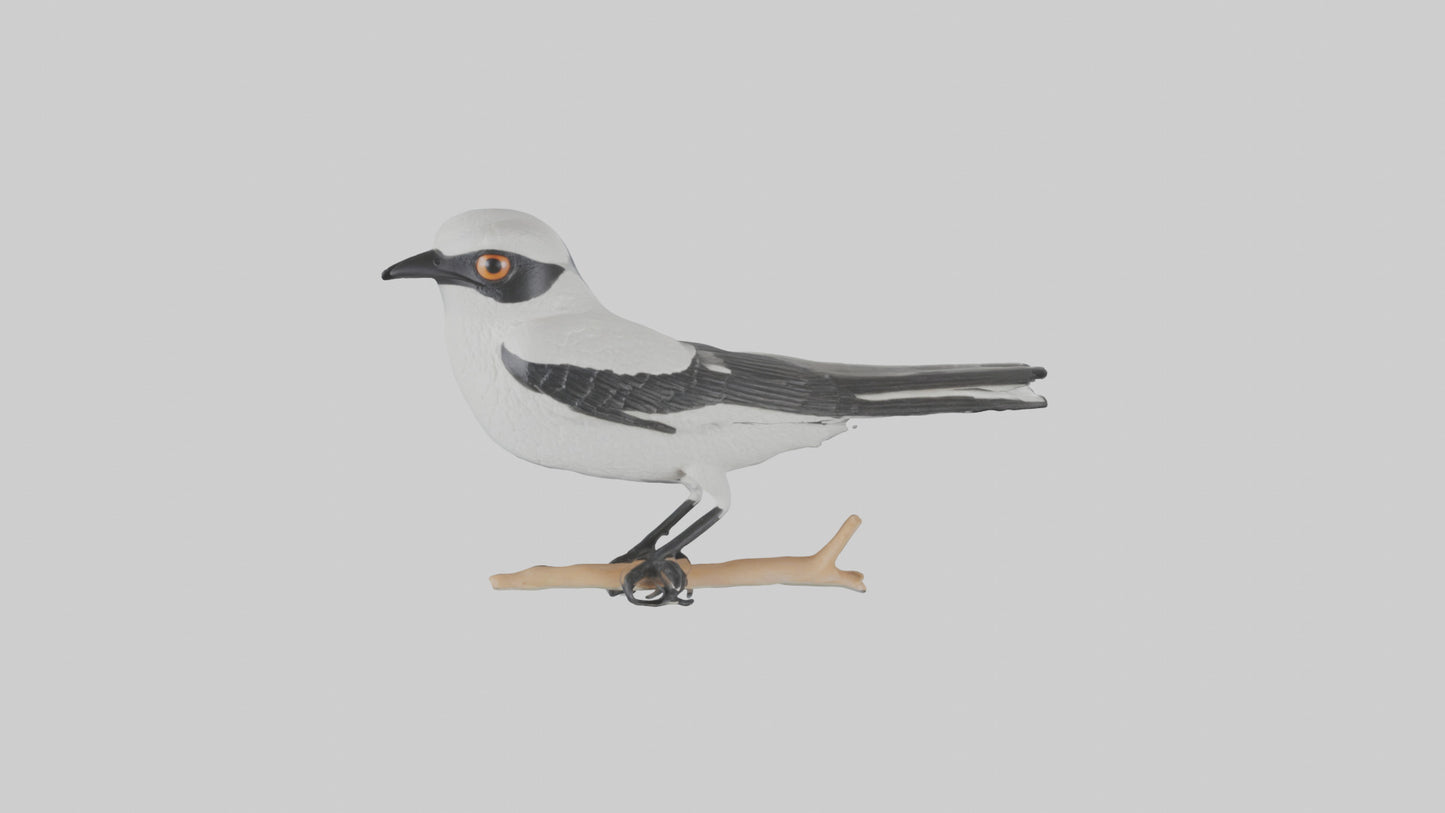3D model Loggerhead Shrike perched model VR / AR / low-poly