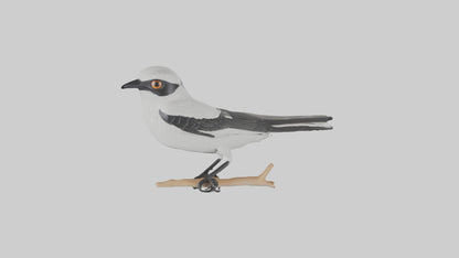 3D model Loggerhead Shrike perched model VR / AR / low-poly