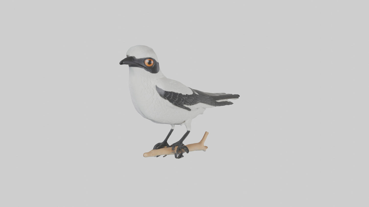 3D model Loggerhead Shrike perched model VR / AR / low-poly