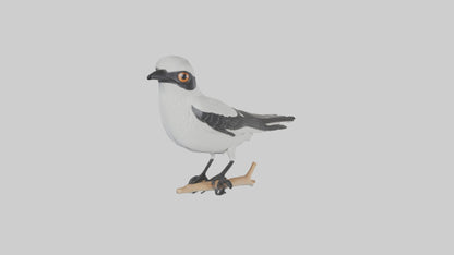 3D model Loggerhead Shrike perched model VR / AR / low-poly