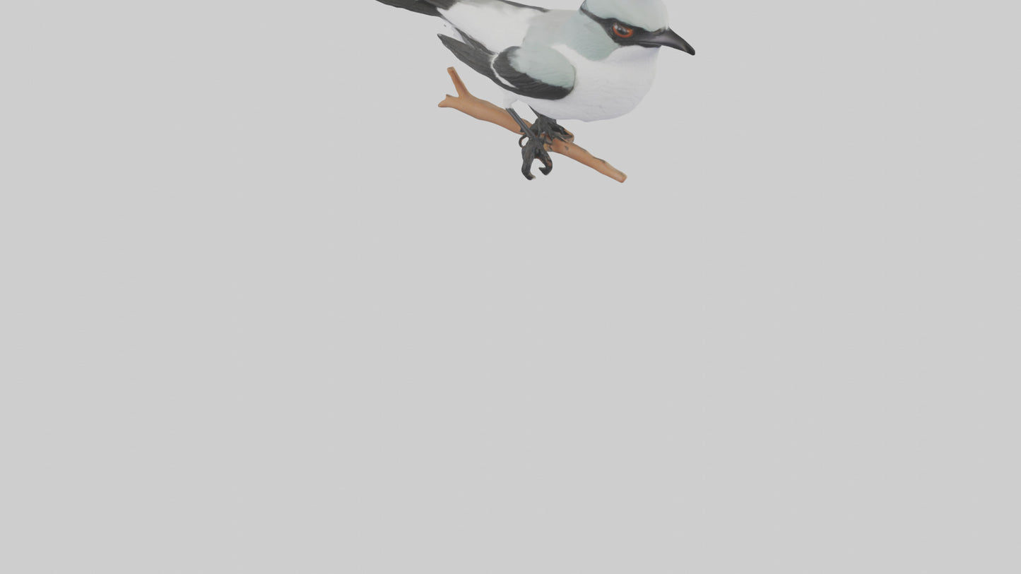 3D model Loggerhead Shrike perched model VR / AR / low-poly