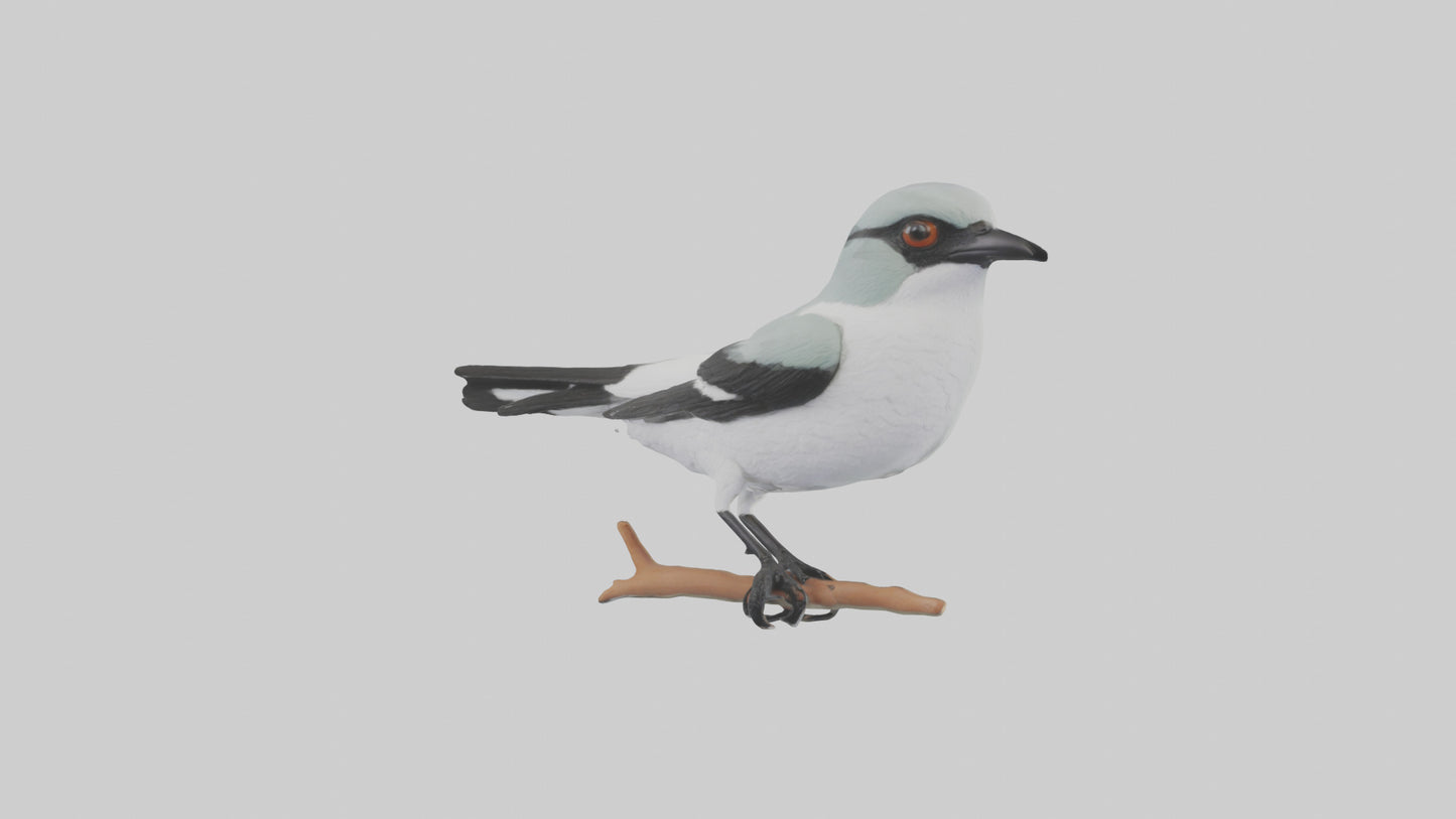 3D model Loggerhead Shrike perched model VR / AR / low-poly