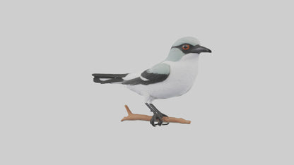 3D model Loggerhead Shrike perched model VR / AR / low-poly