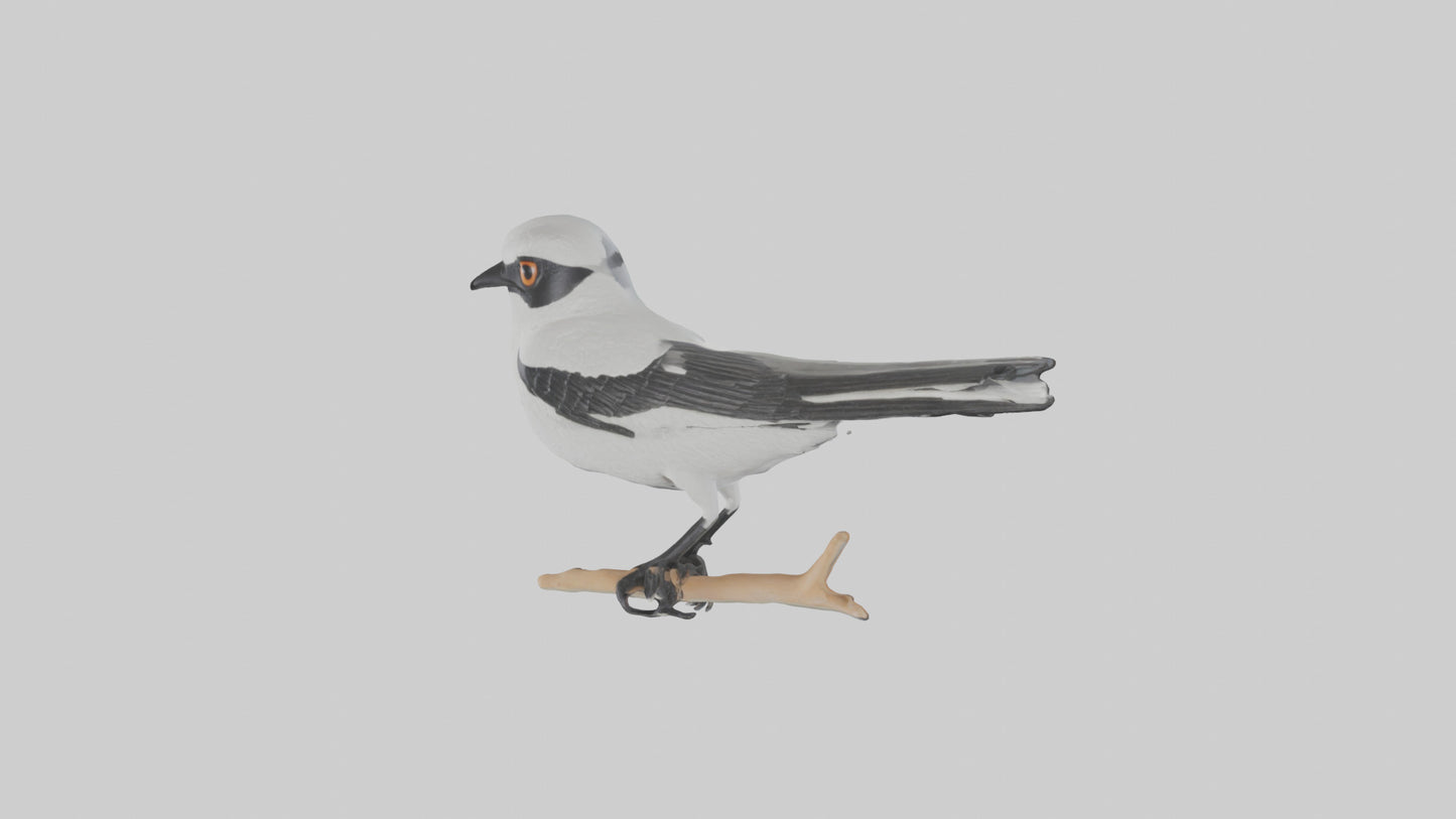 3D model Loggerhead Shrike perched model VR / AR / low-poly