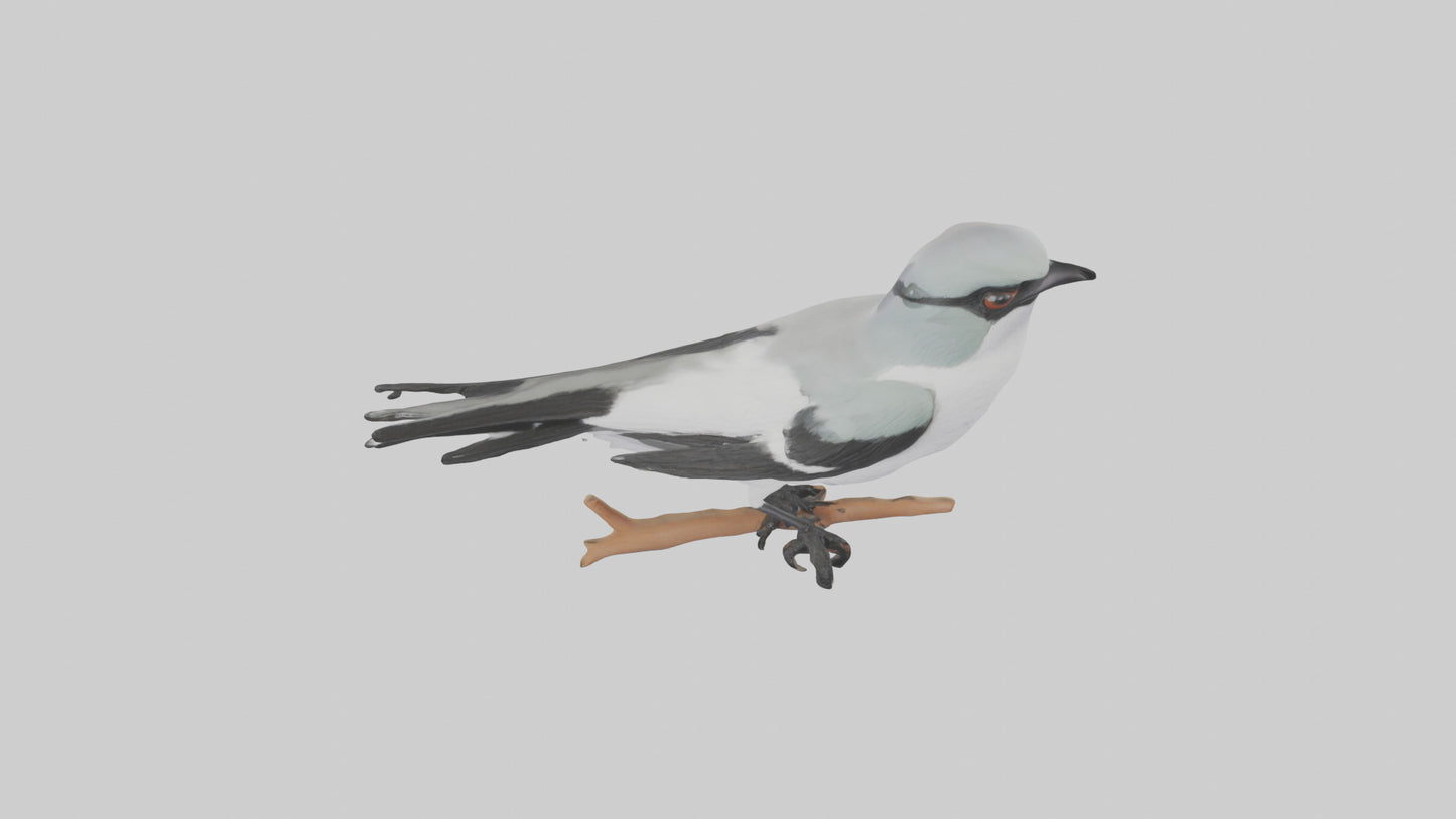 3D model Loggerhead Shrike perched model VR / AR / low-poly