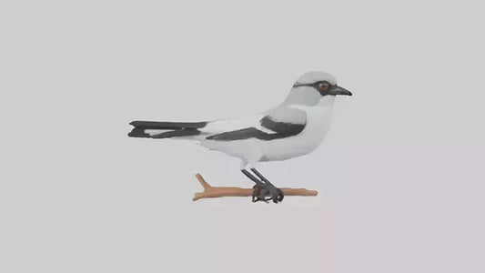 3D model Loggerhead Shrike perched model VR / AR / low-poly