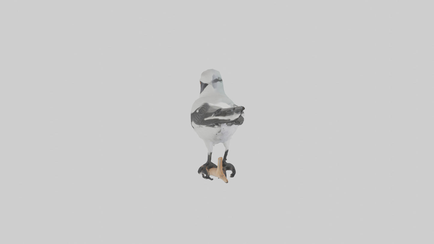 3D model Loggerhead Shrike perched model VR / AR / low-poly