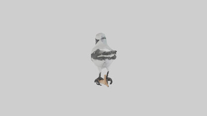 3D model Loggerhead Shrike perched model VR / AR / low-poly
