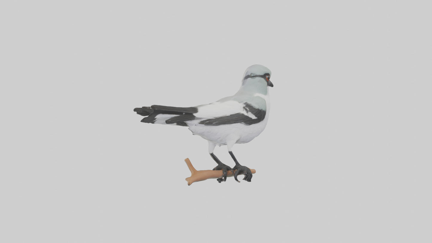 3D model Loggerhead Shrike perched model VR / AR / low-poly