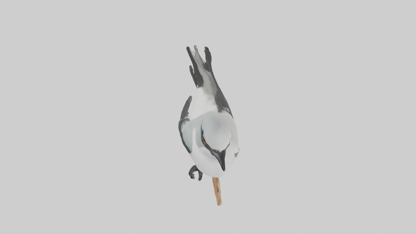 3D model Loggerhead Shrike perched model VR / AR / low-poly