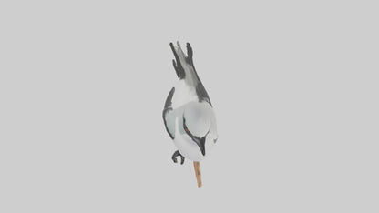 3D model Loggerhead Shrike perched model VR / AR / low-poly