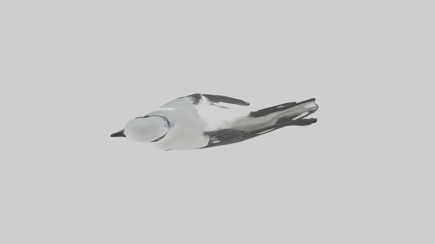 3D model Loggerhead Shrike perched model VR / AR / low-poly