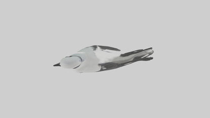 3D model Loggerhead Shrike perched model VR / AR / low-poly