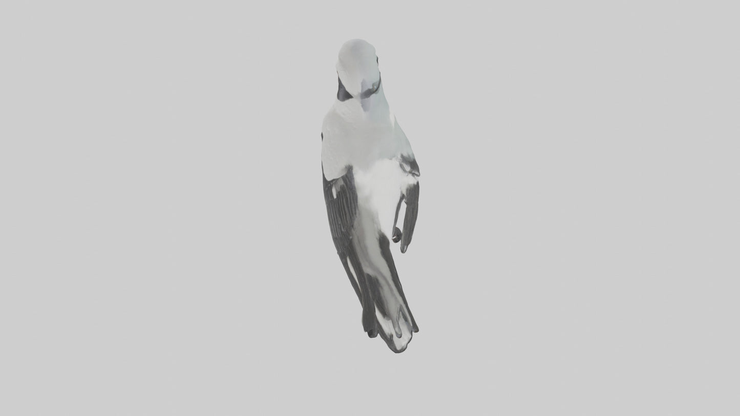 3D model Loggerhead Shrike perched model VR / AR / low-poly