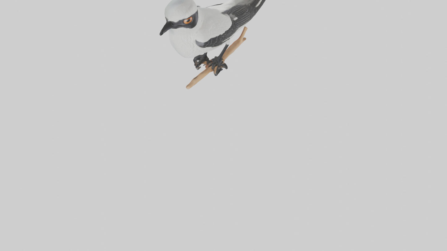 3D model Loggerhead Shrike perched model VR / AR / low-poly
