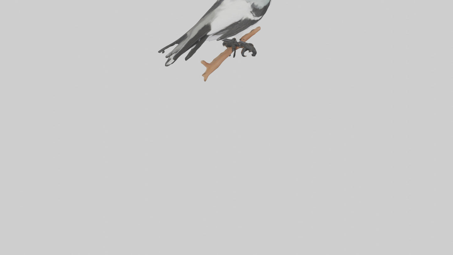 3D model Loggerhead Shrike perched model VR / AR / low-poly