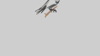 3D model Loggerhead Shrike perched model VR / AR / low-poly