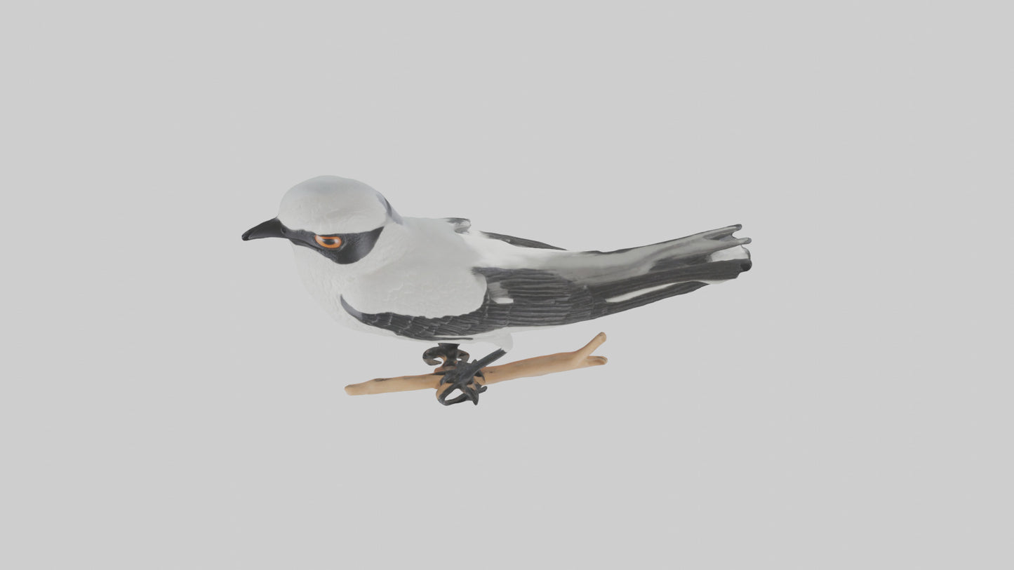 3D model Loggerhead Shrike perched model VR / AR / low-poly