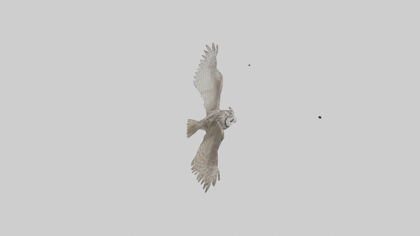 LongEared Owl flying model VR / AR / low-poly