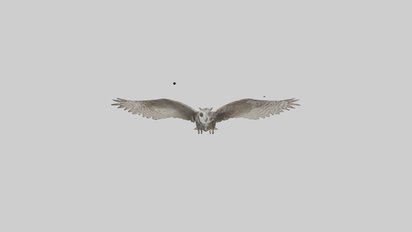 LongEared Owl flying model VR / AR / low-poly