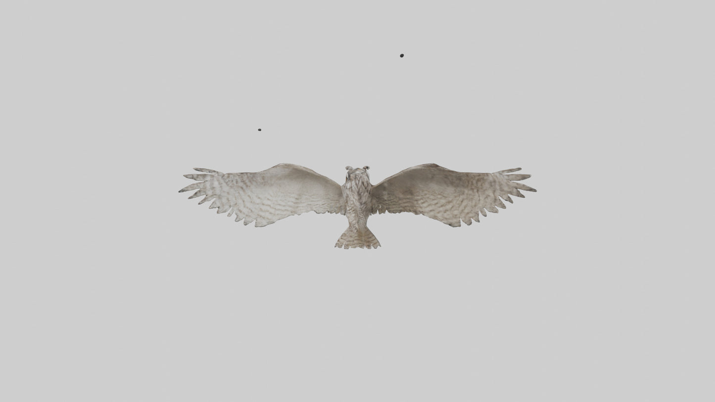 LongEared Owl flying model VR / AR / low-poly