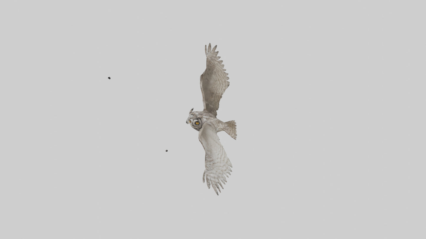 LongEared Owl flying model VR / AR / low-poly