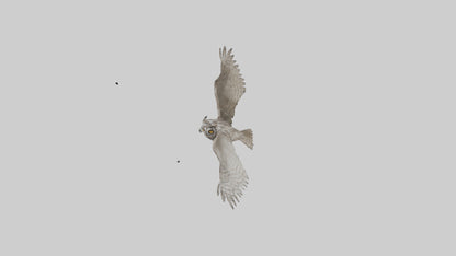 LongEared Owl flying model VR / AR / low-poly