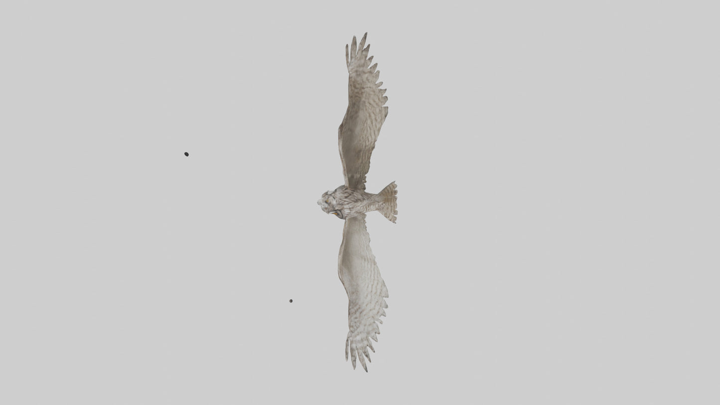 LongEared Owl flying model VR / AR / low-poly